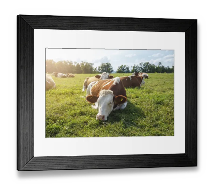 Framed Print : Brown cows on the green field in Bayern