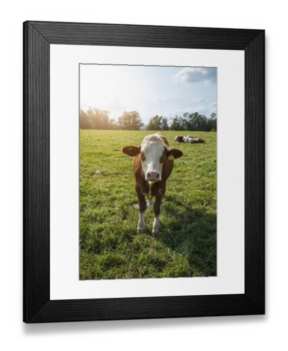 Framed Print : Brown cows on the green field in Bayern Framed Print : Brown cows on the green field in Bayern