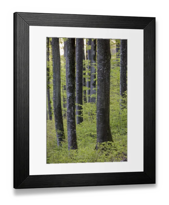 Framed Print : Tall trees with strong trunks and fresh leaves in a dense forest Framed Print : Tall trees with strong trunks and fresh leaves in a dense forest