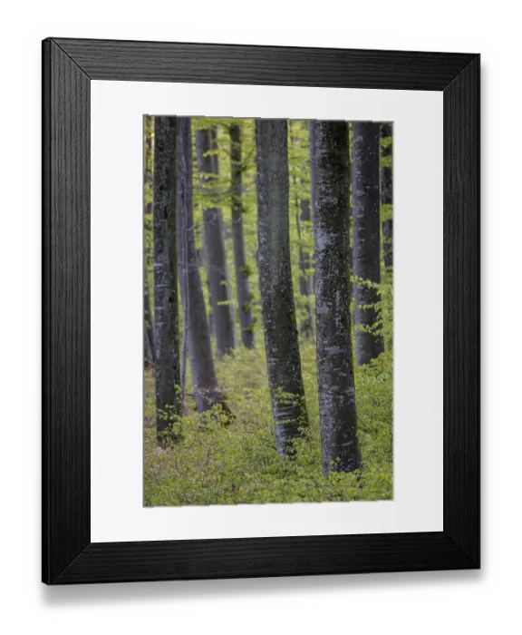 Framed Print : Densely standing trees with varying trunk thicknesses and fresh leaves in a forest Framed Print : Densely standing trees with varying trunk thicknesses and fresh leaves in a forest