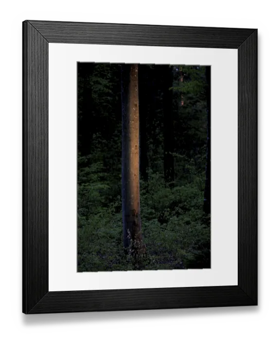 Framed Print : A single tree trunk illuminated by dim light in a dense forest Framed Print : A single tree trunk illuminated by dim light in a dense forest