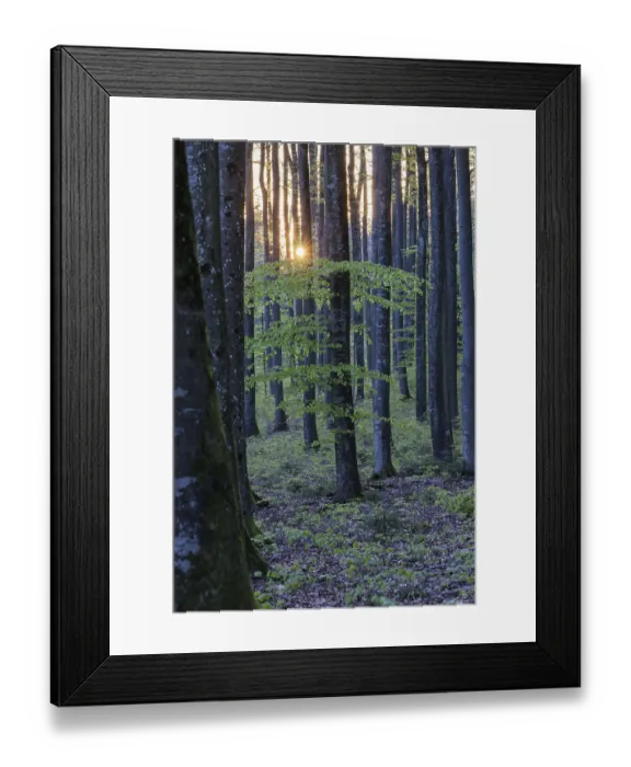 Framed Print : The sun sets behind tall trees in the forest and bathes the forest in an atmospheric light Framed Print : The sun sets behind tall trees in the forest and bathes the forest in an atmospheric light