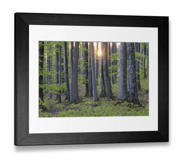 Framed Print : The setting sun shines through the rows of trees in the forest with green leaves