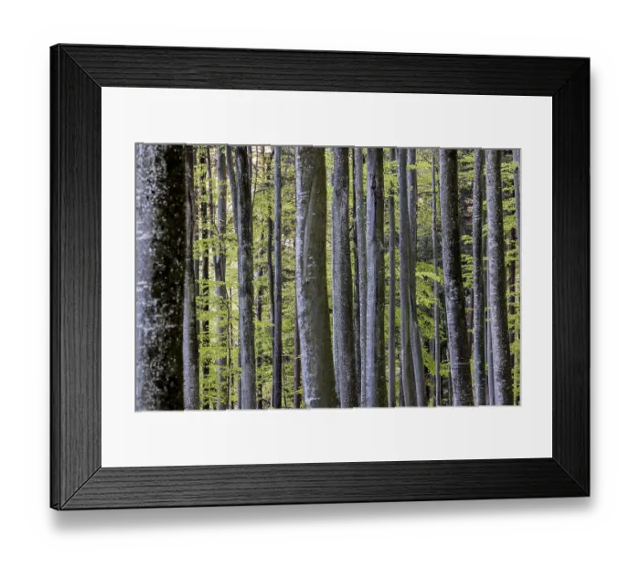 Framed Print : Rows of tall trees stretch through the green Framed Print : Rows of tall trees stretch through the green