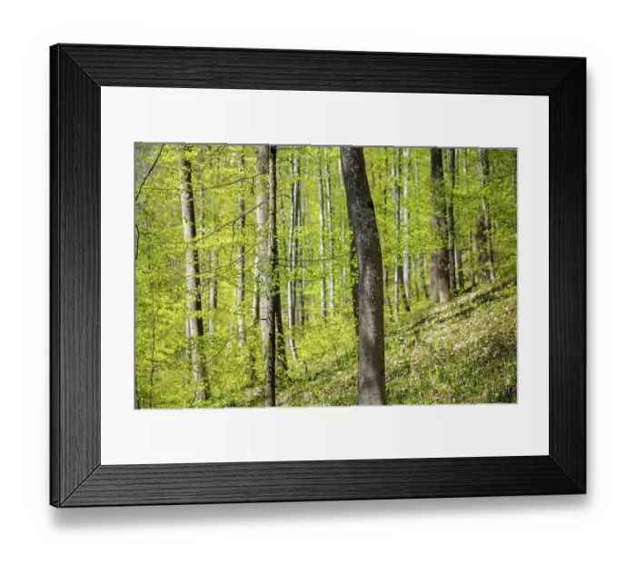Framed Print : Close view of trees in forest with fresh green leaves in sunlight Framed Print : Close view of trees in forest with fresh green leaves in sunlight