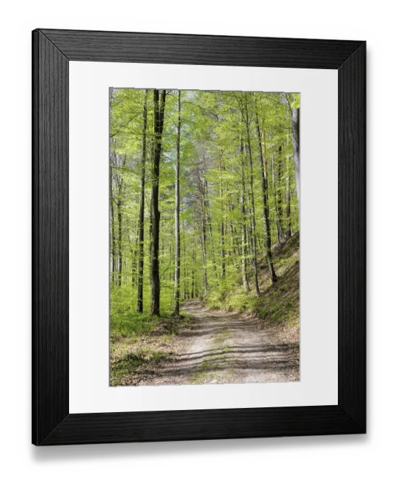 Framed Print : A forest trail surrounded by tall trees and fresh green leaves Framed Print : A forest trail surrounded by tall trees and fresh green leaves