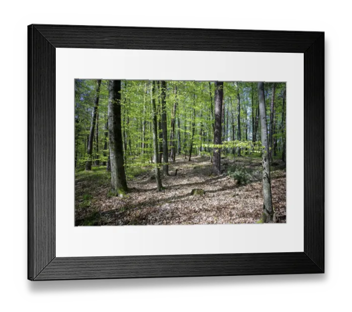 Framed Print : A dense forest with tall trees and leaves in spring light