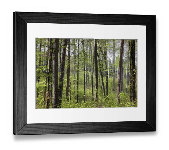Framed Print : Dense forest with tall trees and fresh green leaves in sunlight Framed Print : Dense forest with tall trees and fresh green leaves in sunlight