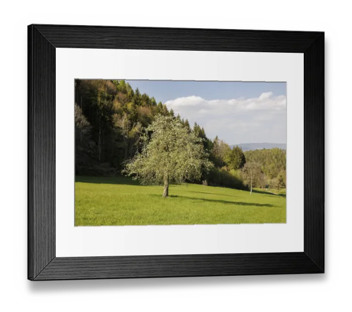 Framed Print : A tree with blossoms stands in a vast green meadow Framed Print : A tree with blossoms stands in a vast green meadow