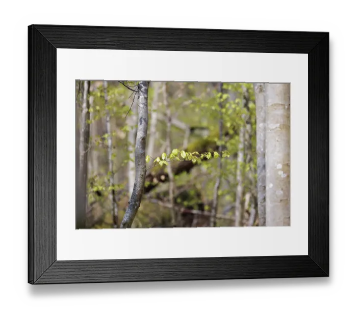 Framed Print : Detailed view of tree branches with fresh leaves in a forest in sunshine