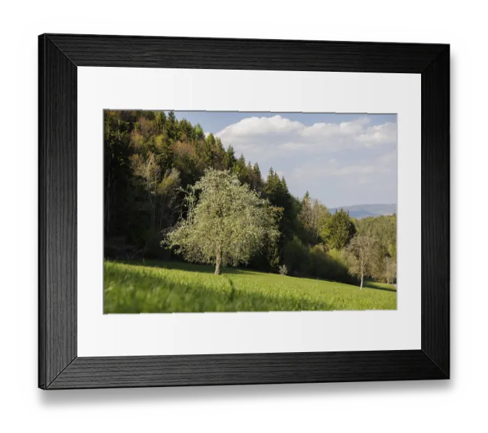 Framed Print : A blooming tree on a green meadow in front of a thick forest under a blue sky with scattered clouds
