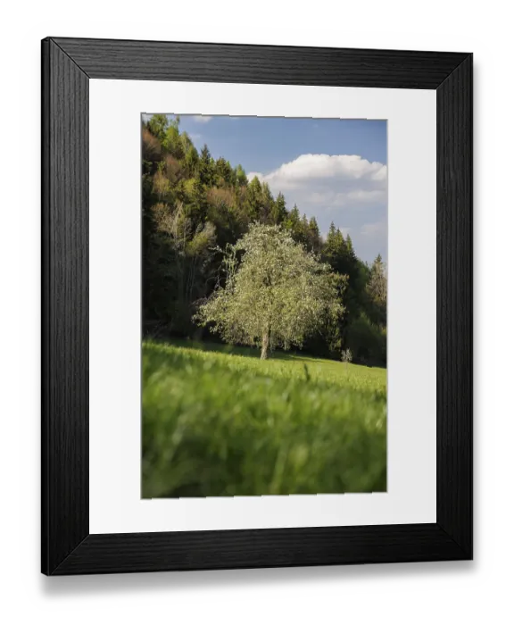 Framed Print : A single tree stands on a green meadow against a background of forest and sky Framed Print : A single tree stands on a green meadow against a background of forest and sky