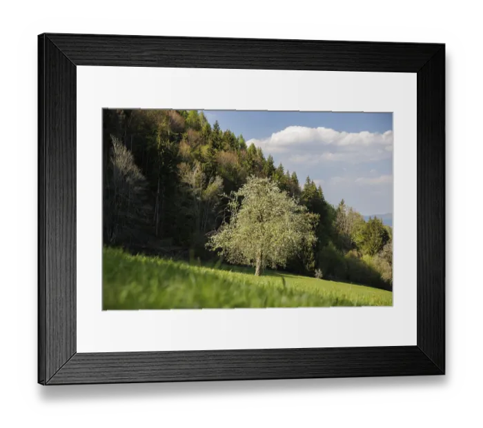 Framed Print : A tree stands in a green meadow Framed Print : A tree stands in a green meadow