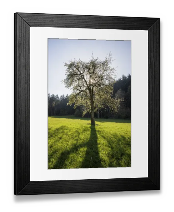 Framed Print : A tree stands in the middle of a green meadow Framed Print : A tree stands in the middle of a green meadow