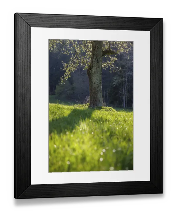 Framed Print : Close-up of a tree trunk in the sun