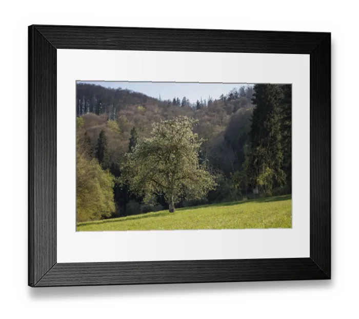 Framed Print : A blooming tree in a green meadow surrounded by a wooded hill in the background