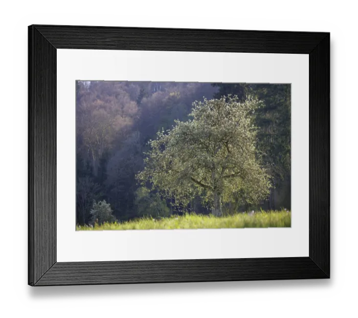 Framed Print : A blooming tree stands in a meadow in front of a wooded hill in mild spring light Framed Print : A blooming tree stands in a meadow in front of a wooded hill in mild spring light