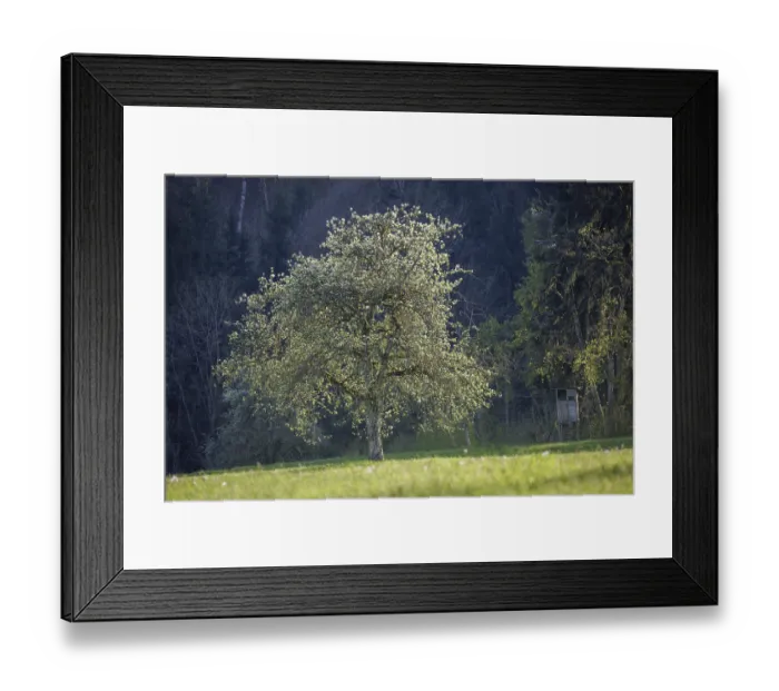 Framed Print : A blooming fruit tree stands in a meadow with a raised stand at the edge of the forest in soft light Framed Print : A blooming fruit tree stands in a meadow with a raised stand at the edge of the forest in soft light