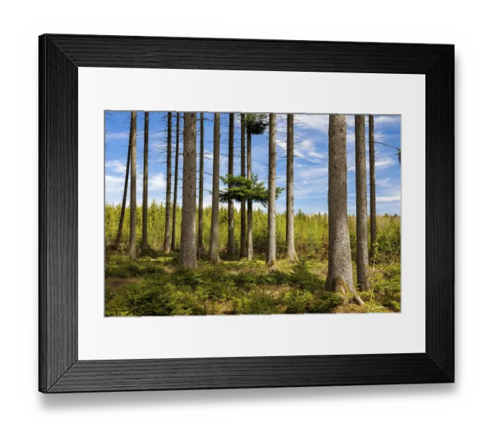 Framed Print : Tall trees in a thick forest with sunshine and shade on the ground Framed Print : Tall trees in a thick forest with sunshine and shade on the ground