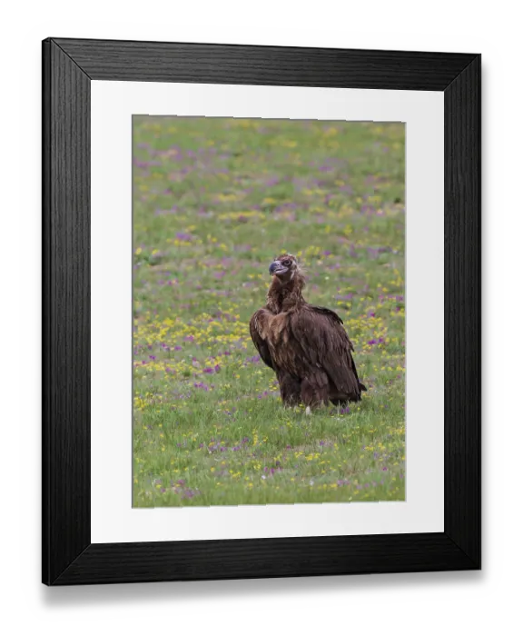 Framed Print : Black Vulture (Aegypius monachus)