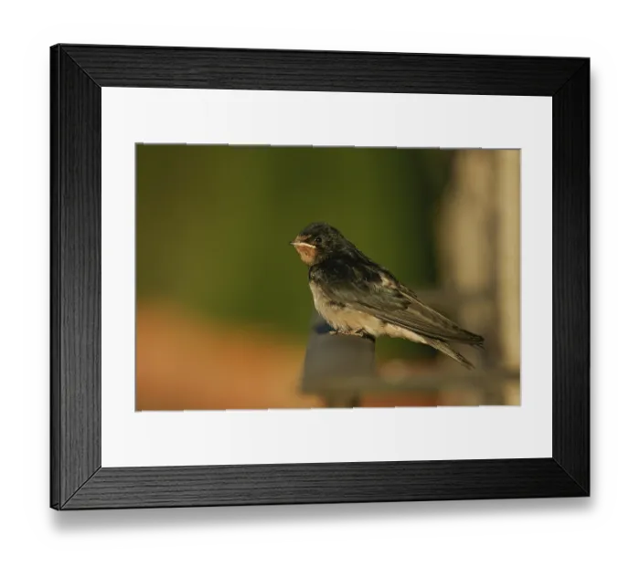 Framed Print : Barn Swallow (Hirundo rustica)
