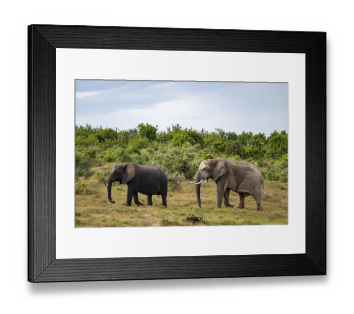 Framed Print : African elephant (Loxodonta africana) Framed Print : African elephant (Loxodonta africana)