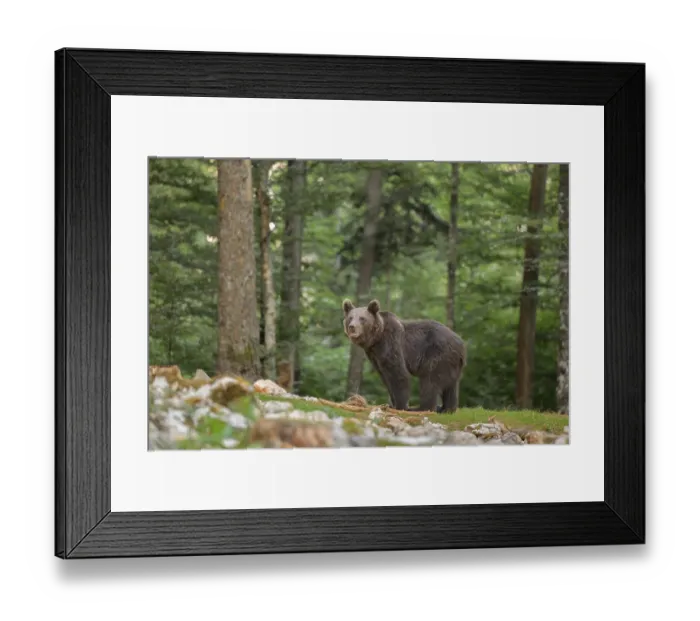 Framed Print : Bear in a dense forest with tall trees in the background Framed Print : Bear in a dense forest with tall trees in the background