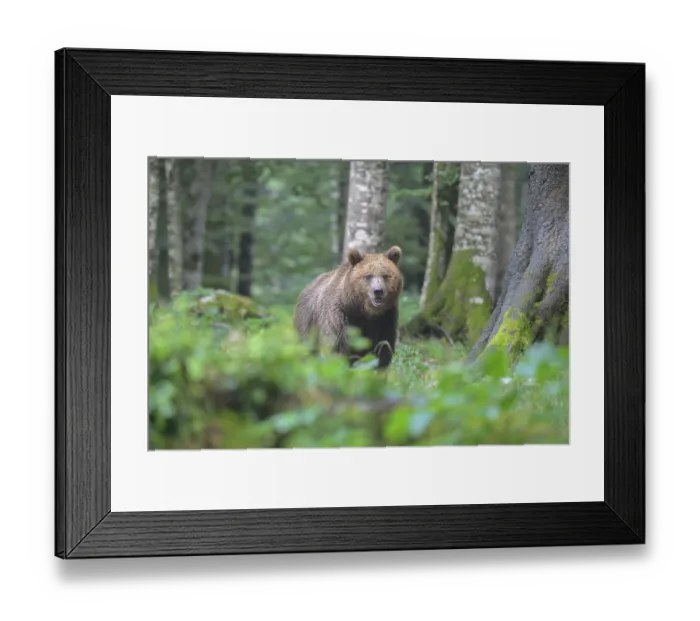 Framed Print : Bear in a forest, surrounded by lush green foliage Framed Print : Bear in a forest, surrounded by lush green foliage