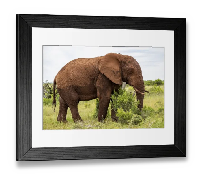 Framed Print : African elephant (Loxodonta africana) Framed Print : African elephant (Loxodonta africana)