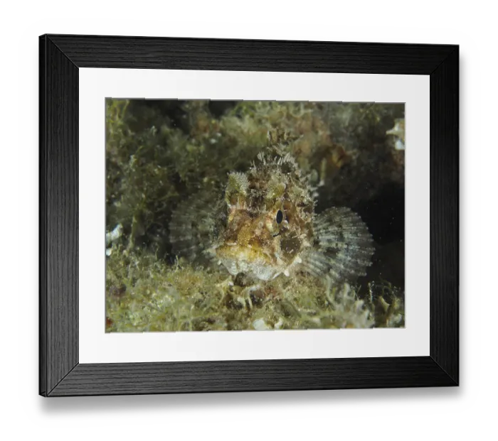 Framed Print : Camouflaged fish, Black scorpionfish (Scorpaena porcus)