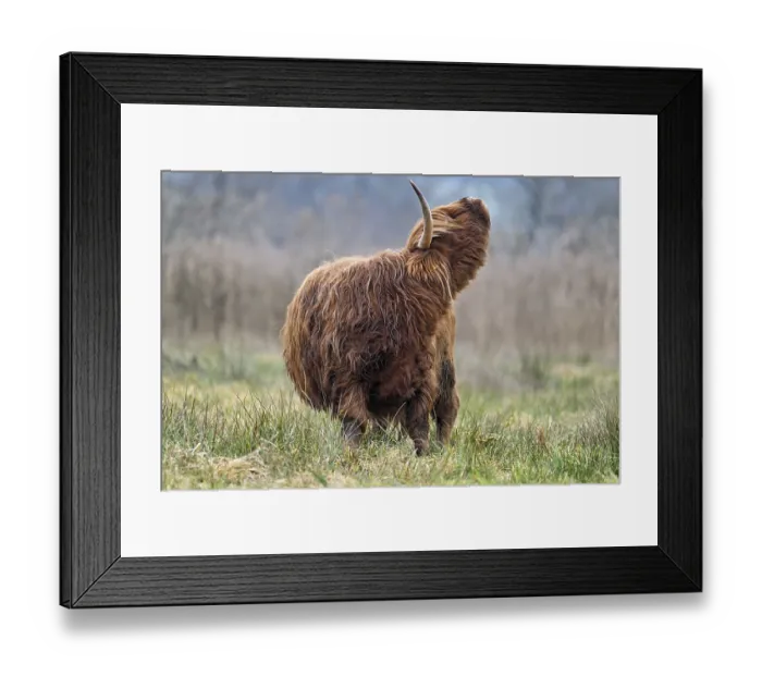 Framed Print : Highland cattle (Bos taurus), adult animal standing in a meadow