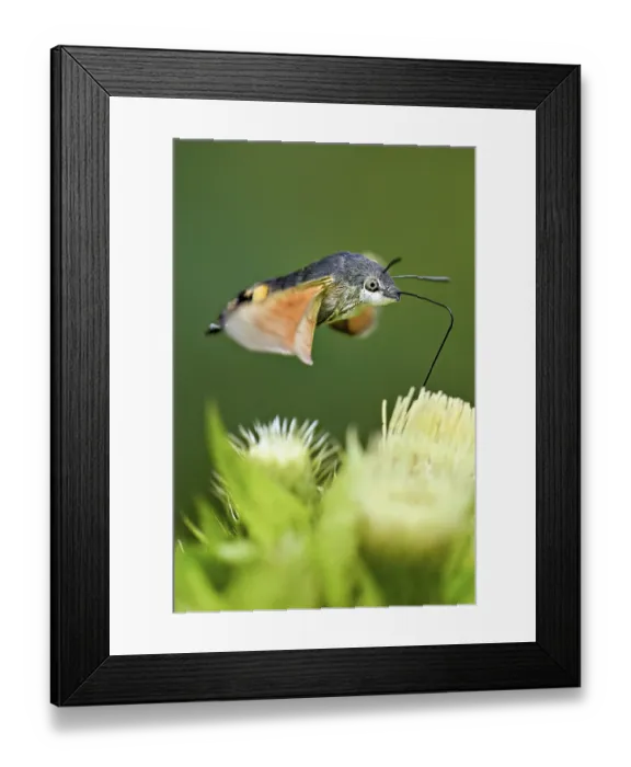 Framed Print : Dove's tail (Macroglossum stellatarum)