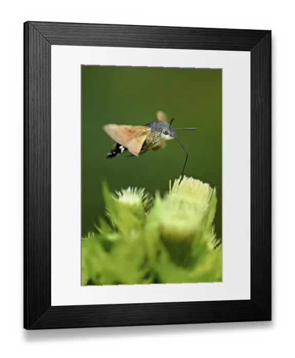 Framed Print : Dove's tail (Macroglossum stellatarum) Framed Print : Dove's tail (Macroglossum stellatarum)