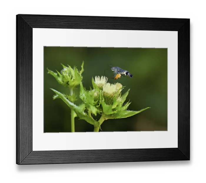 Framed Print : Dove's tail (Macroglossum stellatarum) Framed Print : Dove's tail (Macroglossum stellatarum)