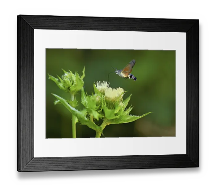 Framed Print : Dove's tail (Macroglossum stellatarum)