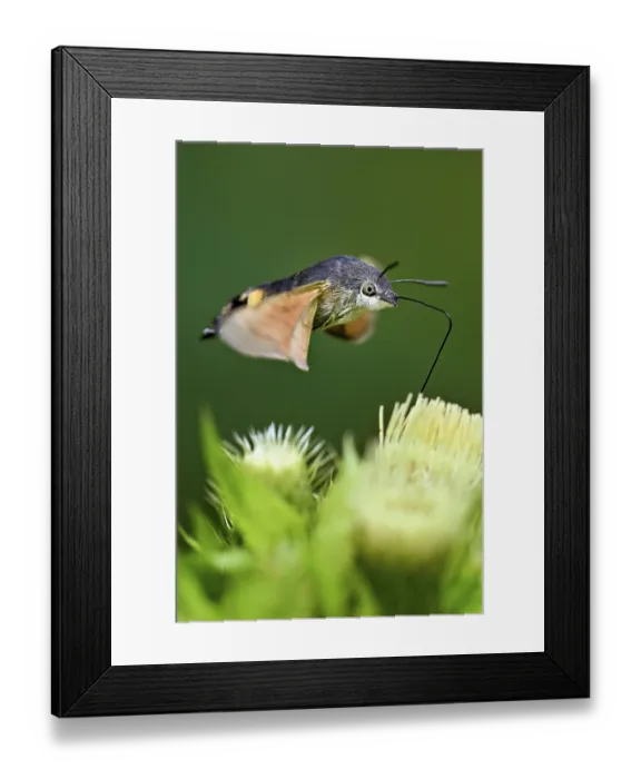 Framed Print : Dove's tail (Macroglossum stellatarum) Framed Print : Dove's tail (Macroglossum stellatarum)
