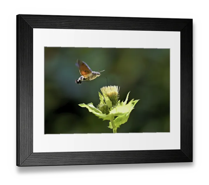Framed Print : Dove's tail (Macroglossum stellatarum) Framed Print : Dove's tail (Macroglossum stellatarum)