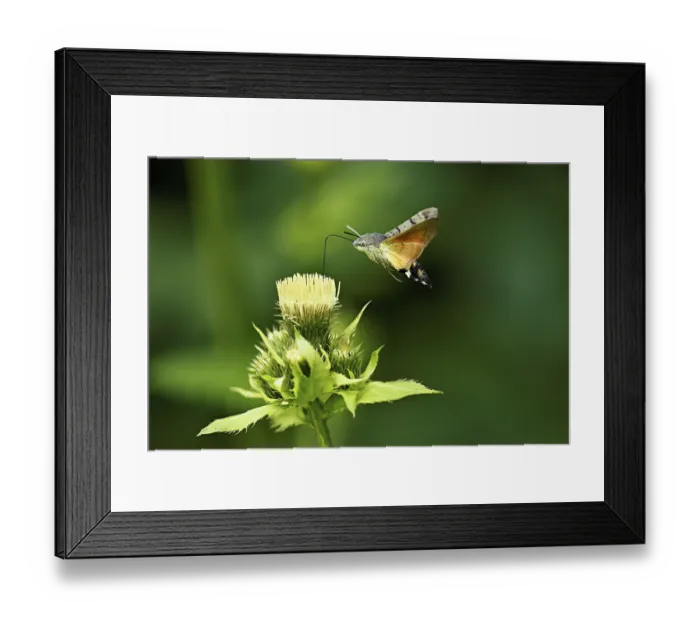Framed Print : Dove's tail (Macroglossum stellatarum)