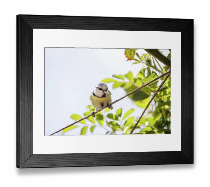 Framed Print : A blue tit (Cyanistes caeruleus) balancing on a rope with fresh green foliage in the background in bright sunlight Framed Print : A blue tit (Cyanistes caeruleus) balancing on a rope with fresh green foliage in the background in bright sunlight