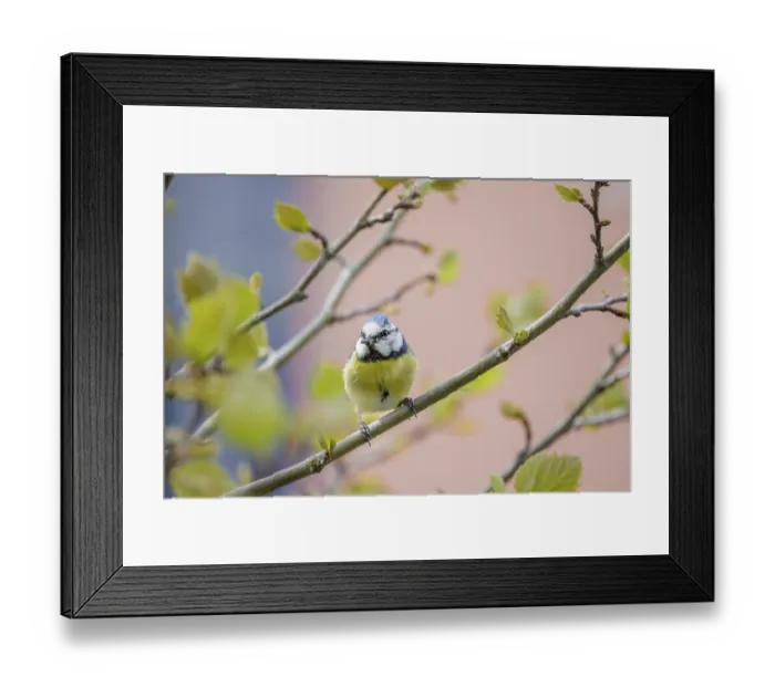 Framed Print : A blue tit (Cyanistes caeruleus) sitting on a branch surrounded by fresh foliage and a blurred background