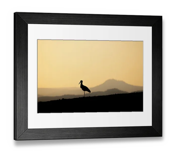 Framed Print : Silhouette of a sorch (Ciconia ciconia) in front of a mountain landscape in the warm light of sunset Framed Print : Silhouette of a sorch (Ciconia ciconia) in front of a mountain landscape in the warm light of sunset