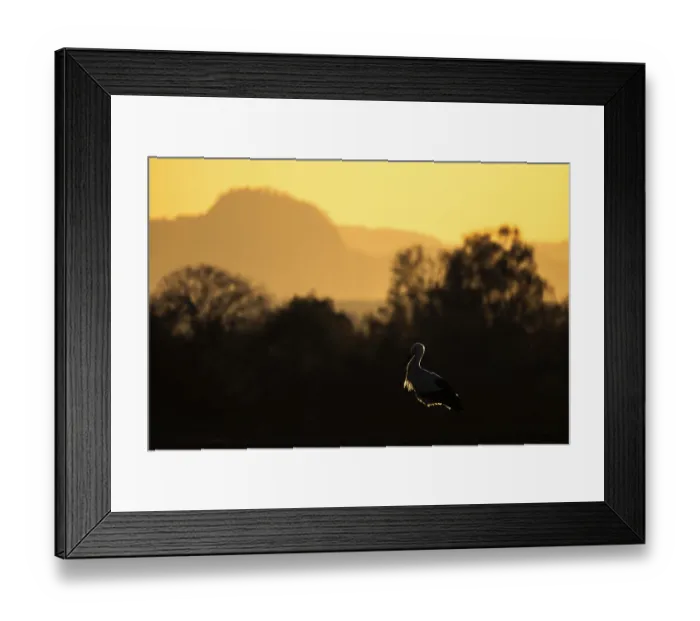 Framed Print : A stork (Ciconia ciconia) stands in the foreground