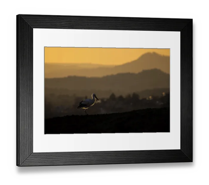 Framed Print : A stork (Ciconia ciconia) in the foreground of an atmospheric