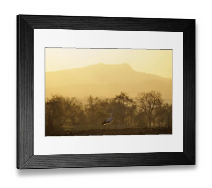 Framed Print : A stork (Ciconia ciconia) walks through a tree-lined landscape