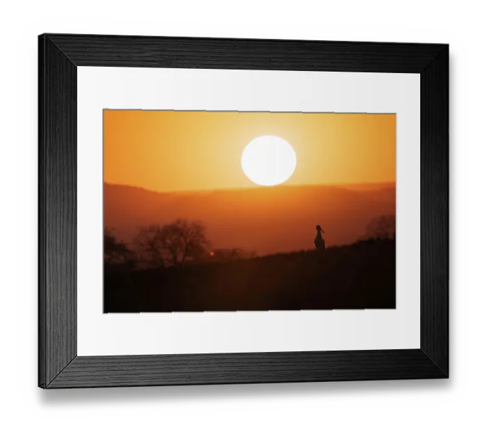 Framed Print : A stork (Ciconia ciconia) is depicted in front of the large