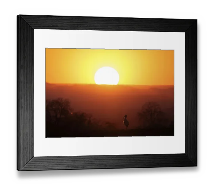 Framed Print : A stork (Ciconia ciconia) in the evening landscape illuminated by a large sunset