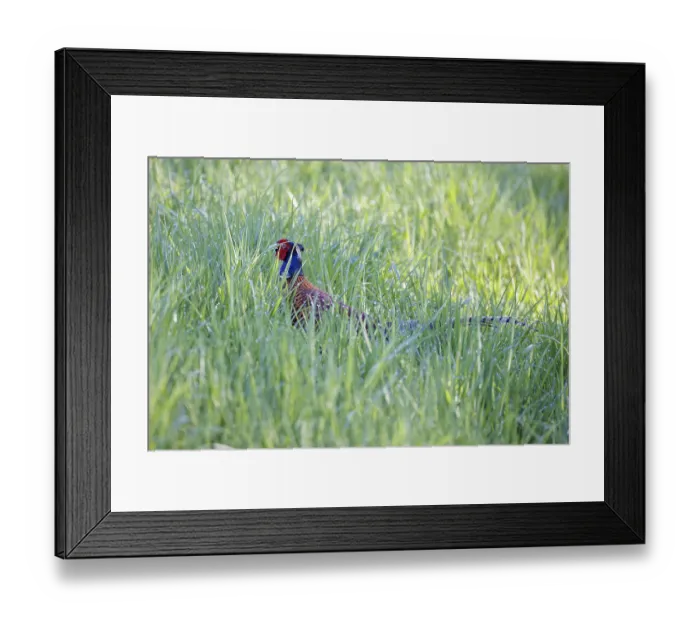 Framed Print : A pheasant Phasianus colchicus stands in tall green grass and looks to the side