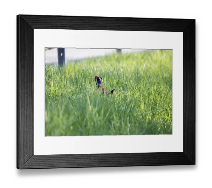 Framed Print : A pheasant Phasianus colchicus hides in thick green grass