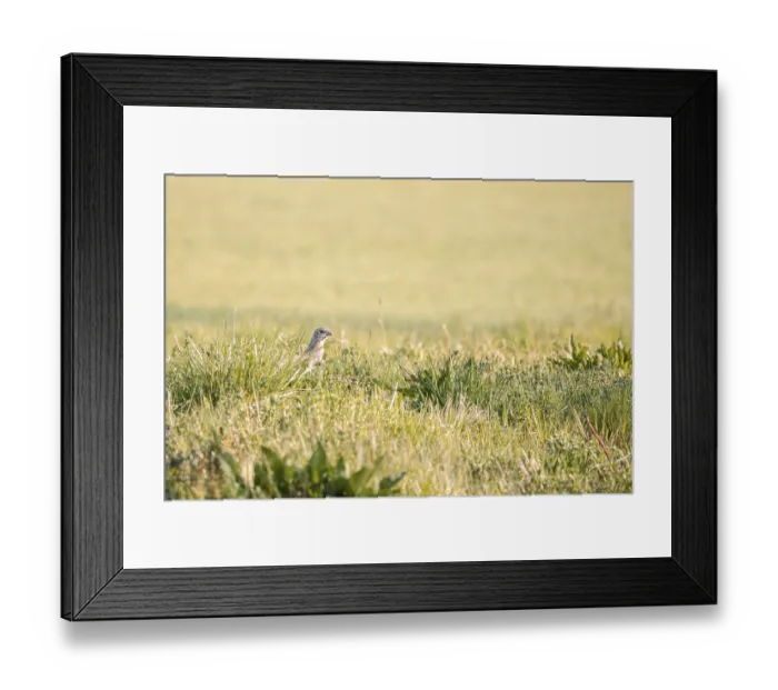 Framed Print : A female pheasant Phasianus colchicus sits in a wide field full of dry vegetation Framed Print : A female pheasant Phasianus colchicus sits in a wide field full of dry vegetation