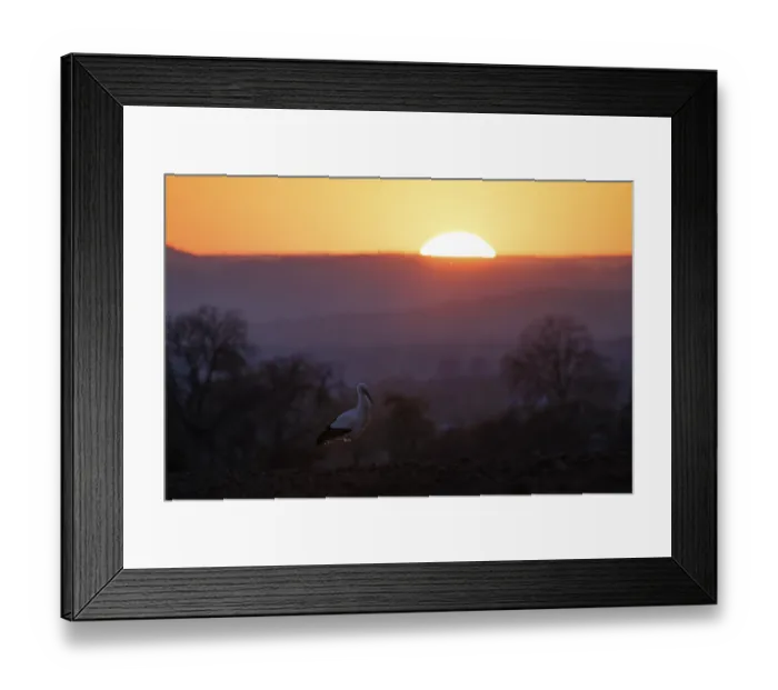 Framed Print : A stork (Ciconia ciconia) stands in front of a blue evening sky while the sun disappears on the horizon